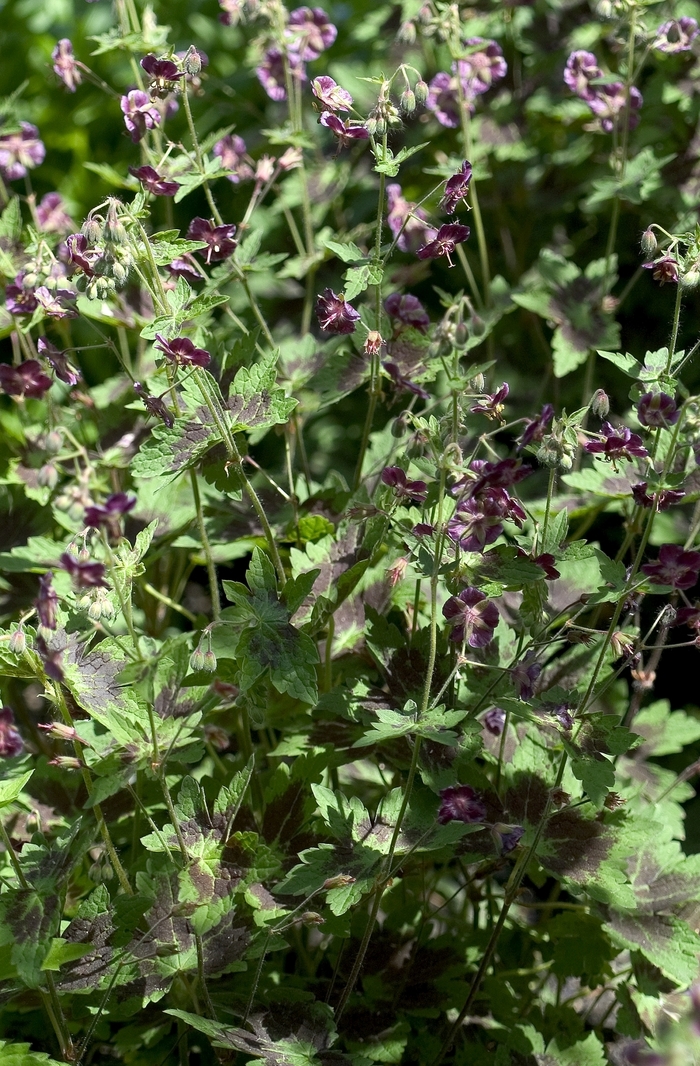 Cranesbill - Geranium phaeum 'Samabor' from Sloat Gardens