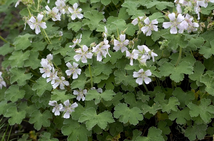 Cranesbill - Geranium renardii from Sloat Gardens