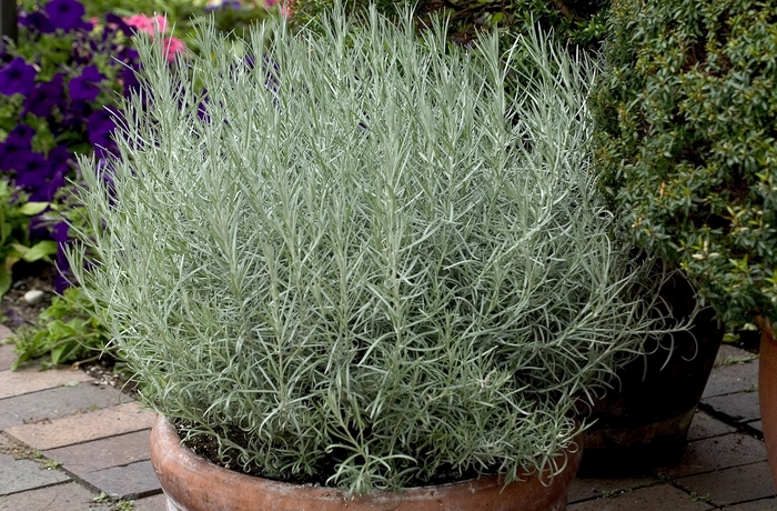 Licorice Plant - Helichrysum italicum from Sloat Gardens