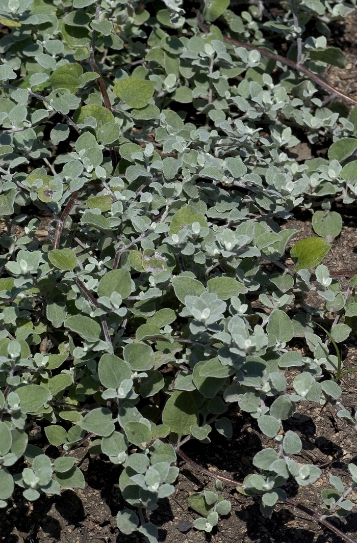 Licorice Plant - Helichrysum petiolare from Sloat Gardens