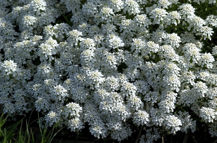 Candytuft - Iberis sempervirens 'Alexanders White' from Sloat Gardens
