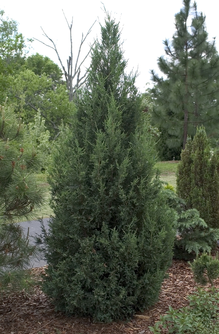 Chinese Juniper - Juniperus chinensis 'Blue Point' from Sloat Gardens