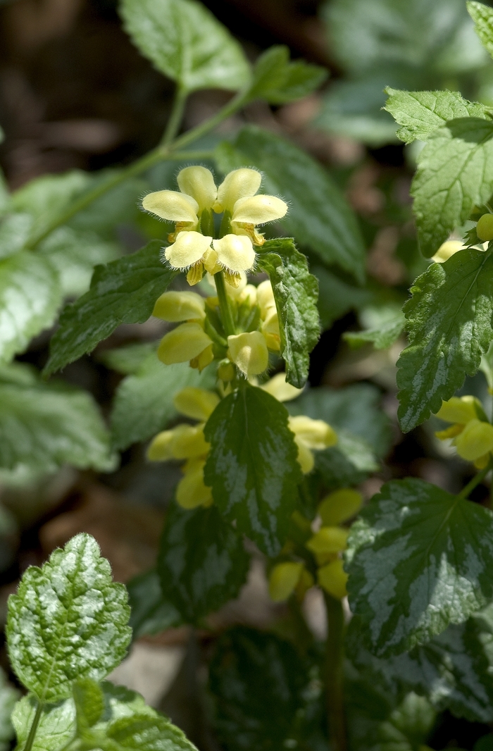 Yellow Archangel - Lamium galeobdolon from Sloat Gardens