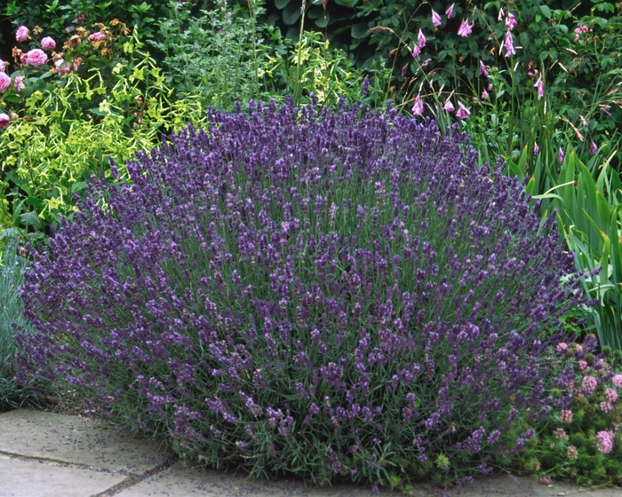 English Lavender - Lavandula angustifolia 'Hidcote' from Sloat Gardens