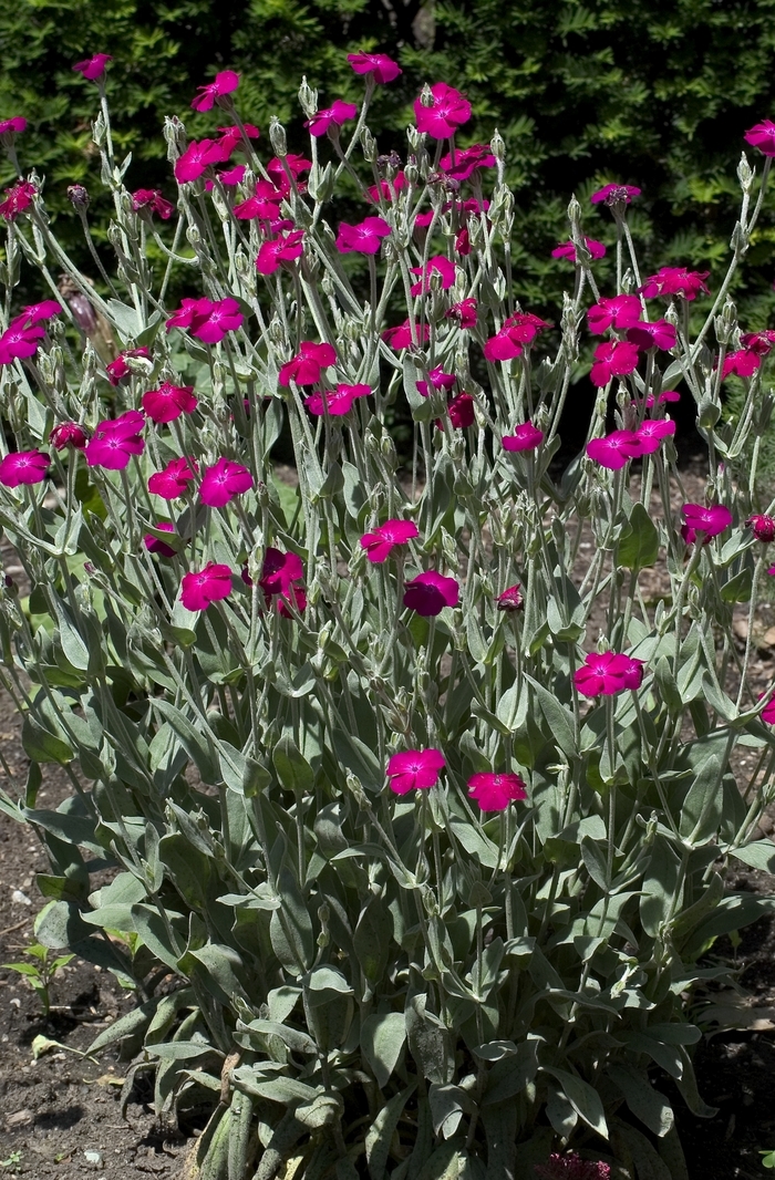 Mullein Pink, Campion flower - Lychnis coronaria from Sloat Gardens
