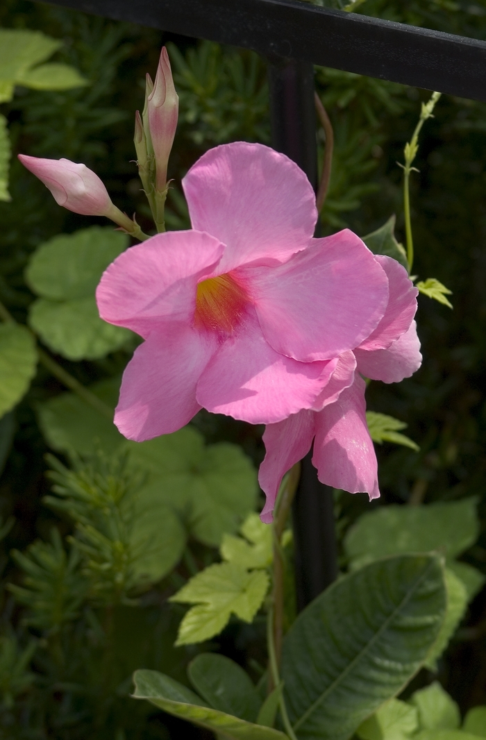 Mandevilla - Mandevilla hybrid 'Alice DuPont' from Sloat Gardens