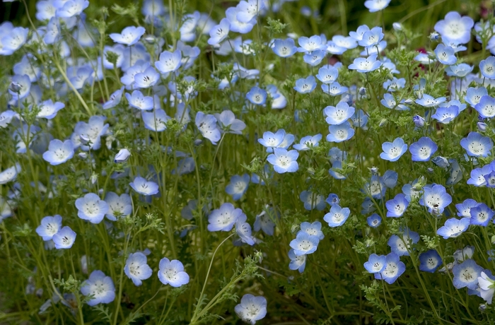 Baby Blue Eyes - Nemophila menziesii from Sloat Gardens