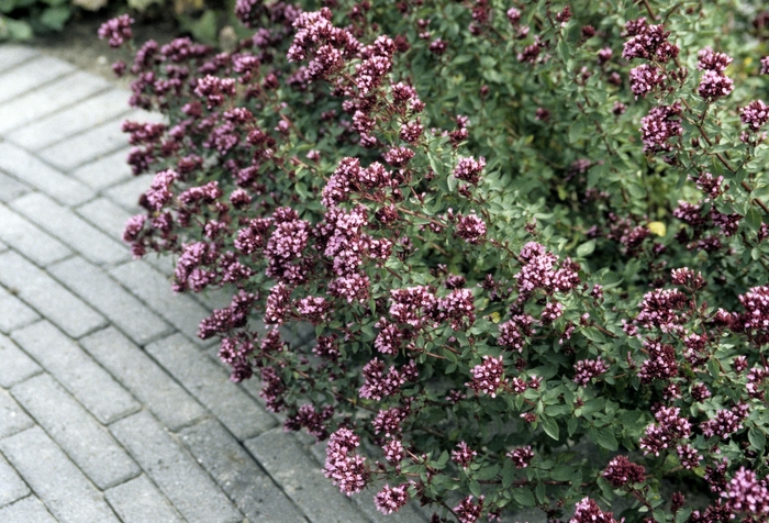 Ornamental Oregano - Origanum laeviagatum 'Herrenhausen' from Sloat Gardens