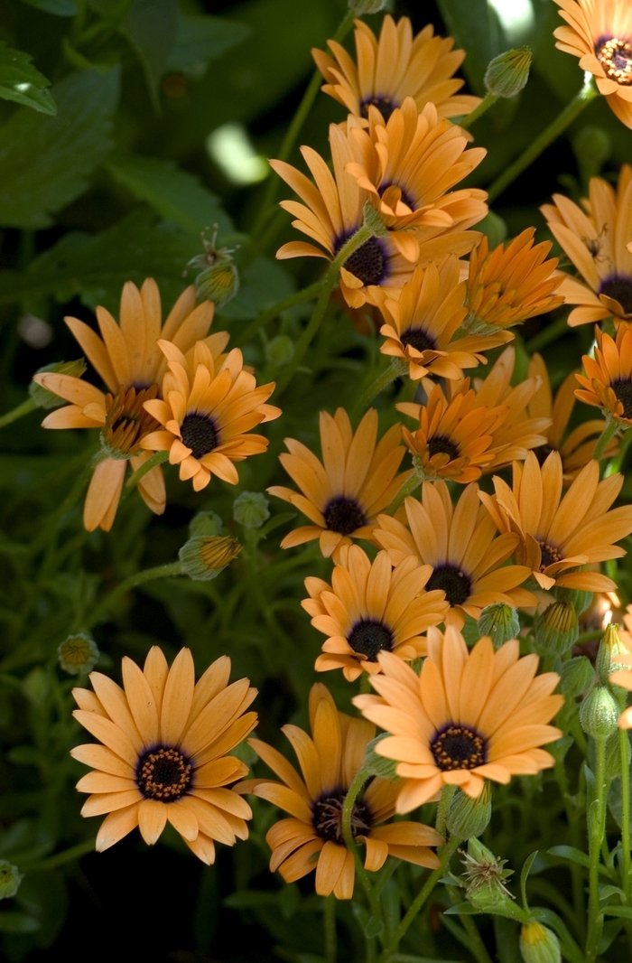 Osteospermum - Osteospermum 'Orange Symphony' from Sloat Gardens
