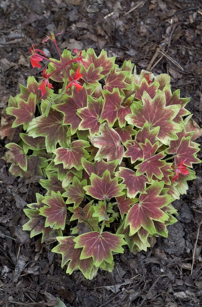 Geranium - Pelargonium 'Vancouver Centennial' from Sloat Gardens