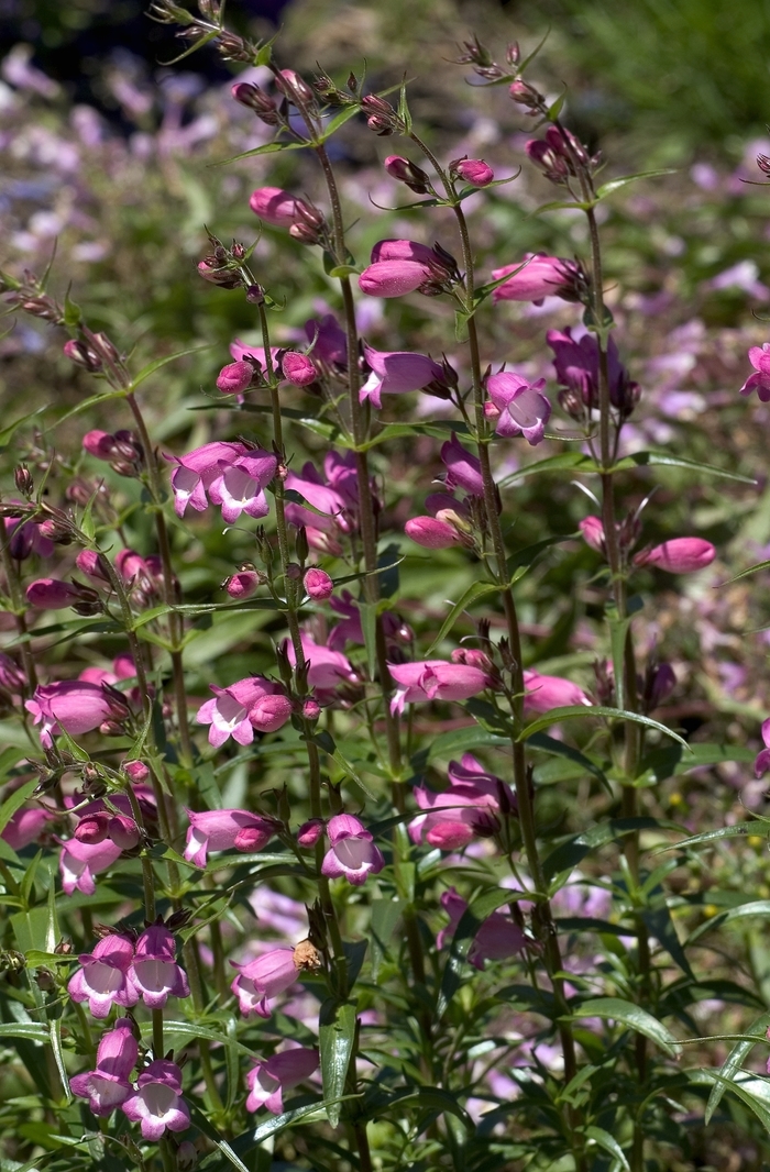 Beardtongue - Penstemon 'Miniature Bells' from Sloat Gardens