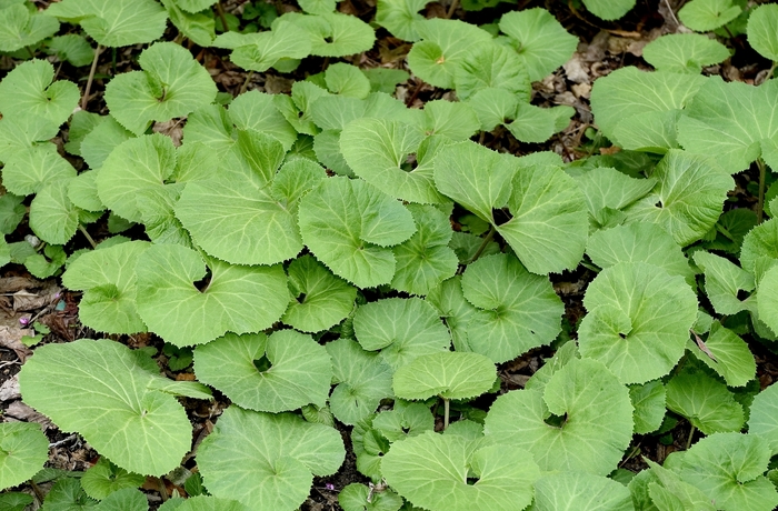 Butterbur - Petasites japonicus from Sloat Gardens