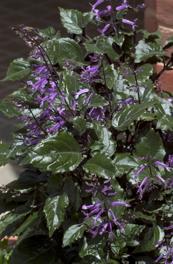 Mint Leaf - Plectranthus 'Mona Lavender' from Sloat Gardens