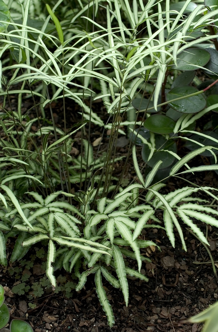 Brake - Pteris albolineata from Sloat Gardens