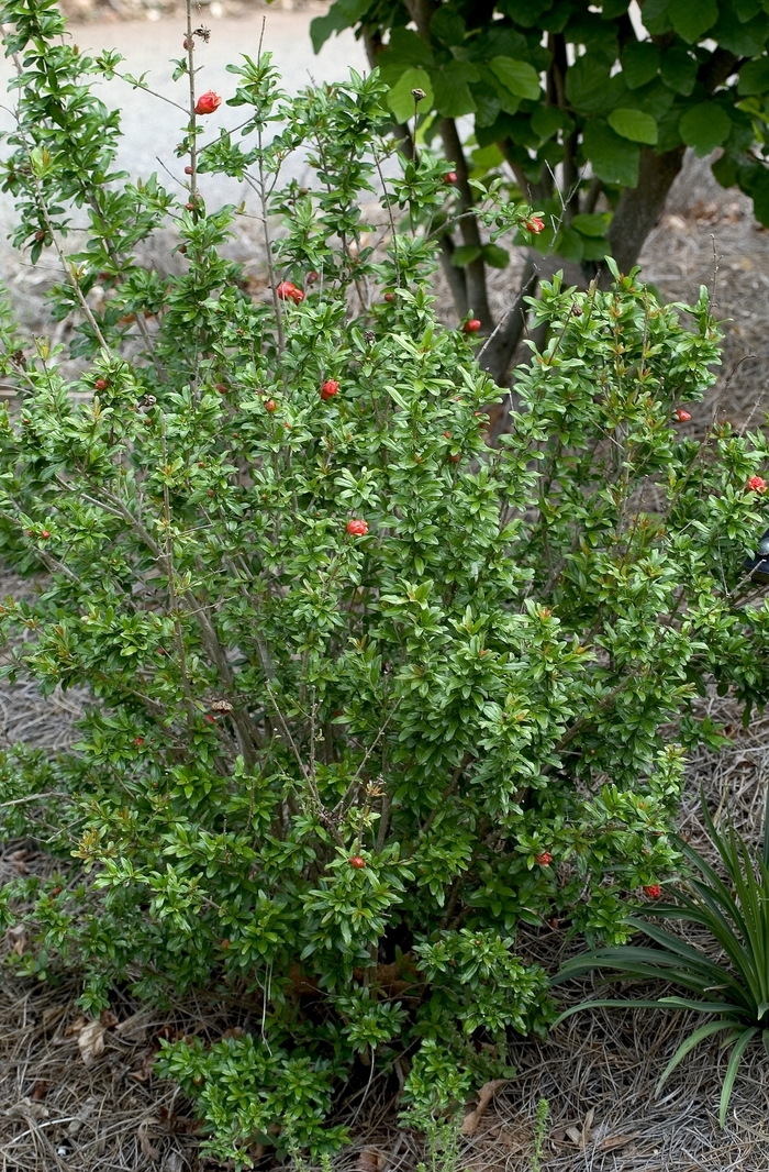 Dwarf Pomegranate - Punica granatum 'Nana' from Sloat Gardens