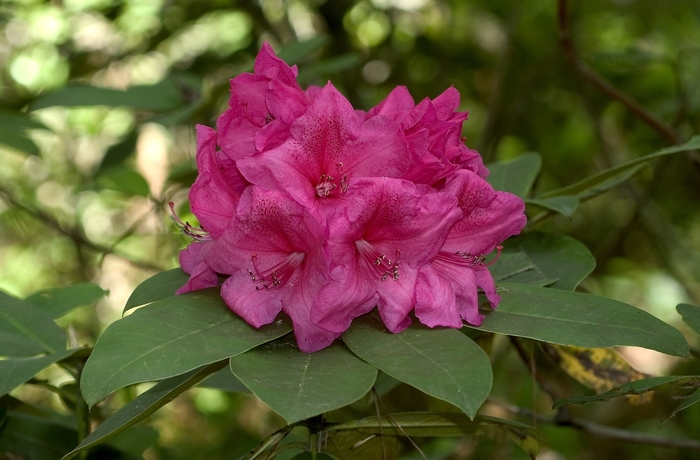 Rhododendron - Rhododendron 'Anna Rose Whitney' from Sloat Gardens