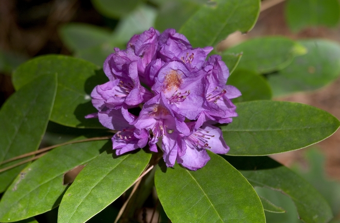 Rhododendron - Rhododendron 'Catawbiense Boursault' from Sloat Gardens
