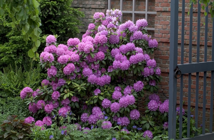 Rhododendron - Rhododendron 'Roseum Elegans' from Sloat Gardens