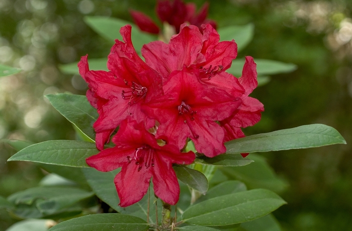 Rhododendron - Rhododendron 'Vulcan' from Sloat Gardens