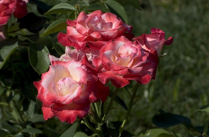 Gemini Rose - Rosa hybrid tea 'Gemini' from Sloat Gardens