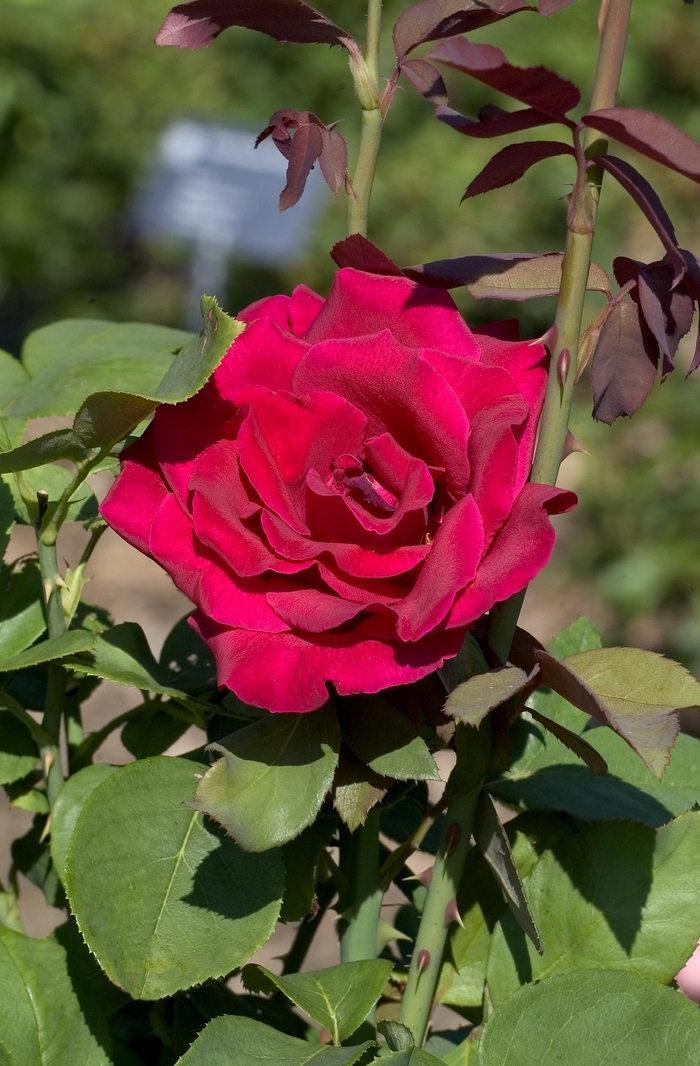 Mr. Lincoln Rose - Rosa Hybrid Tea 'Mister Lincoln' from Sloat Gardens