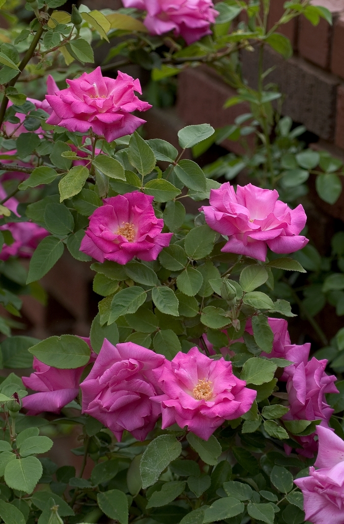Rose Zephirine Drouhin - Rosa climber 'Zephirine Drouhin' from Sloat Gardens