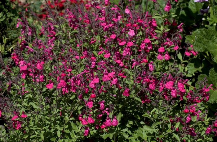 Autumn Sage - Salvia greggii from Sloat Gardens