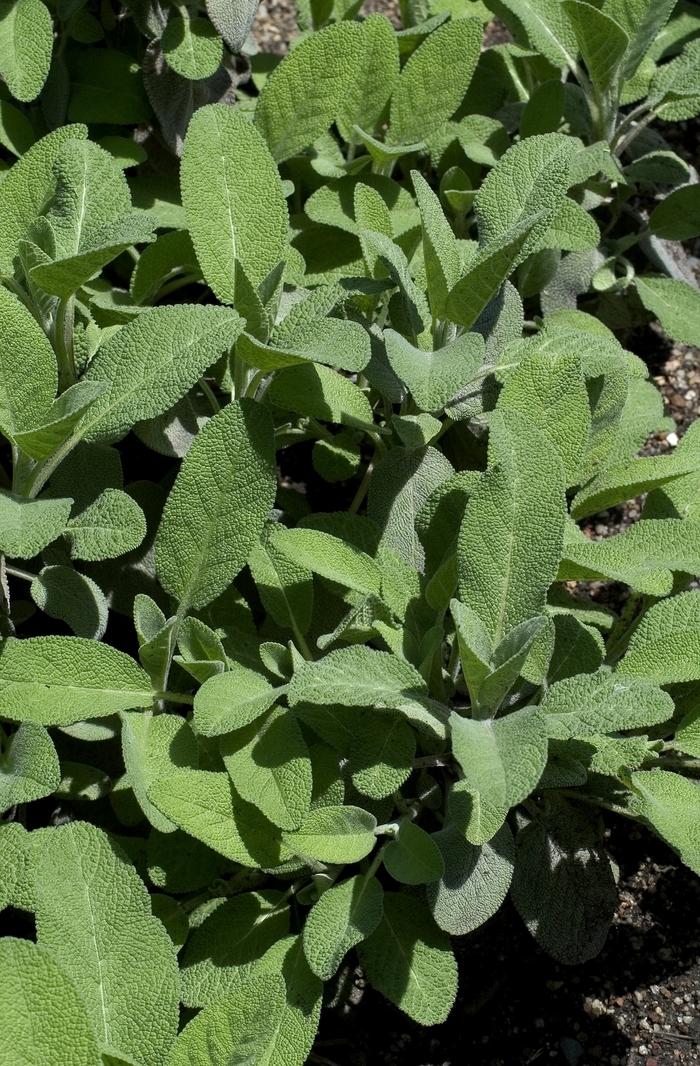 Meadow Sage - Salvia officinalis 'Berggarten' from Sloat Gardens