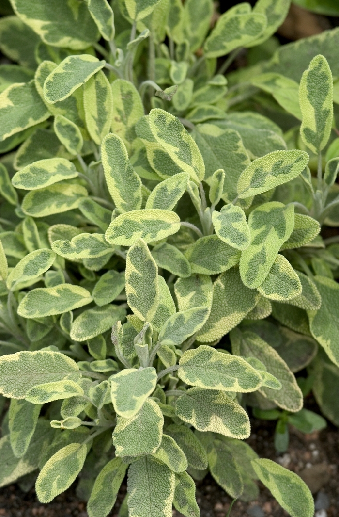 Meadow Sage - Salvia officinalis 'Icterina' from Sloat Gardens