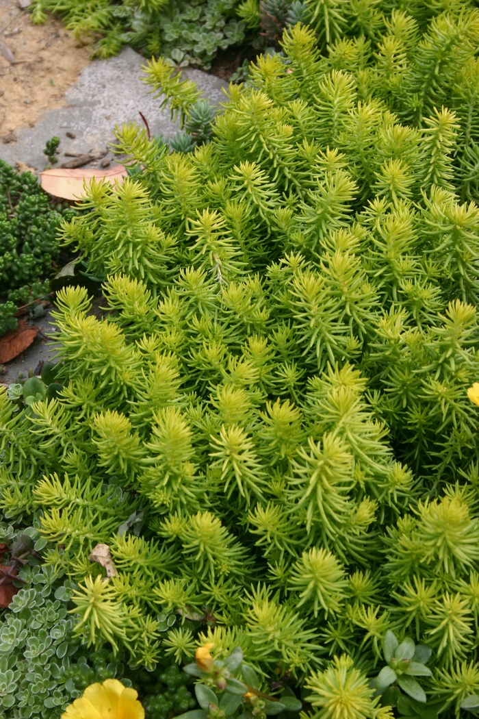 Stonecrop - Sedum 'Angelina' from Sloat Gardens