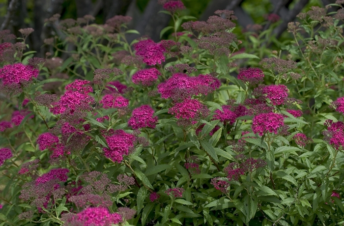Japanese Spiraea - Spiraea japonica 'Neon Flash' from Sloat Gardens