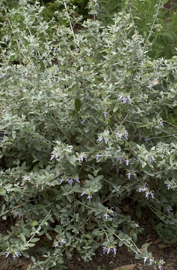 Bush Germander - Teucrium fruticans from Sloat Gardens