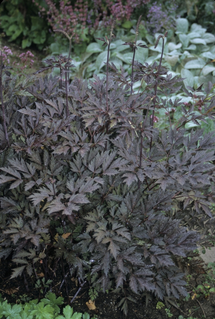 Black Snakeroot - Cimicifuga ramosa 'Black Negligee' from Sloat Gardens