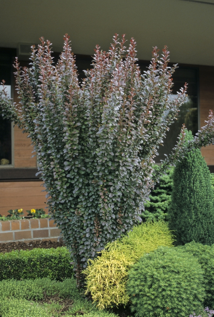 Barberry - Berberis thunbergii 'Helmond Pillar' from Sloat Gardens