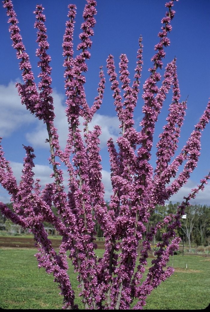 Chinese Redbud - Cercis chinensis 'Avondale' from Sloat Gardens