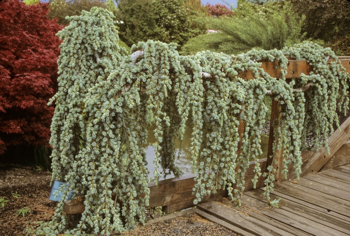 Weeping Cedar - Cedrus atlantica 'Glauca Pendula' from Sloat Gardens