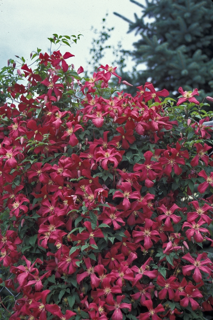 Clematis - Clematis viticella 'Julia Correvon' from Sloat Gardens