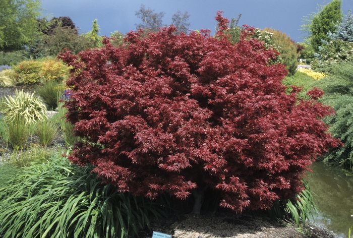 Japanese Maple - Acer palmatum 'Shaina' from Sloat Gardens