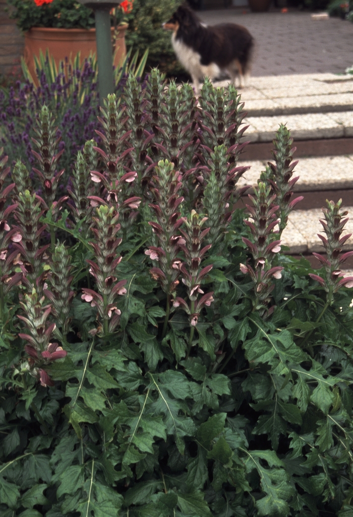 Balkan Bear's Breeches - Acanthus balcanicus from Sloat Gardens