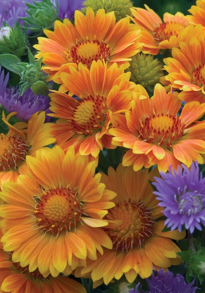 Blanket Flower - Gaillardia x grandiflora 'Oranges and Lemons' from Sloat Gardens