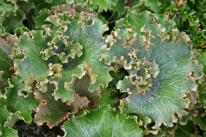 Leopard Plant - Ligularia tussilaginea 'Cristata' from Sloat Gardens