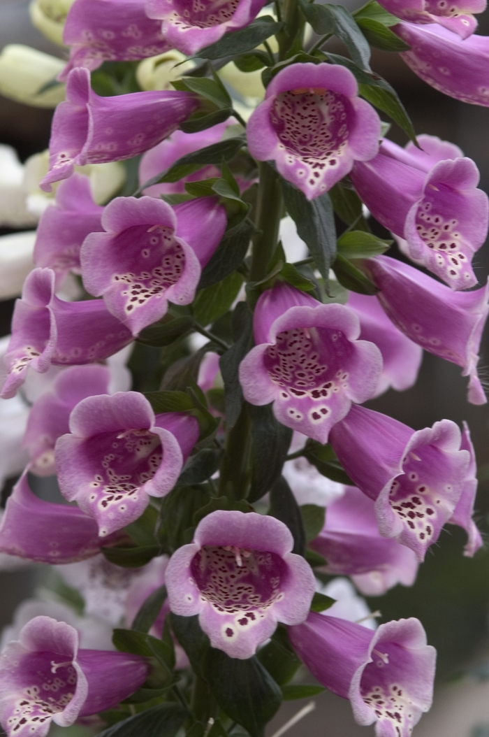 Foxglove - Digitalis purpurea 'Camelot Rose' from Sloat Gardens