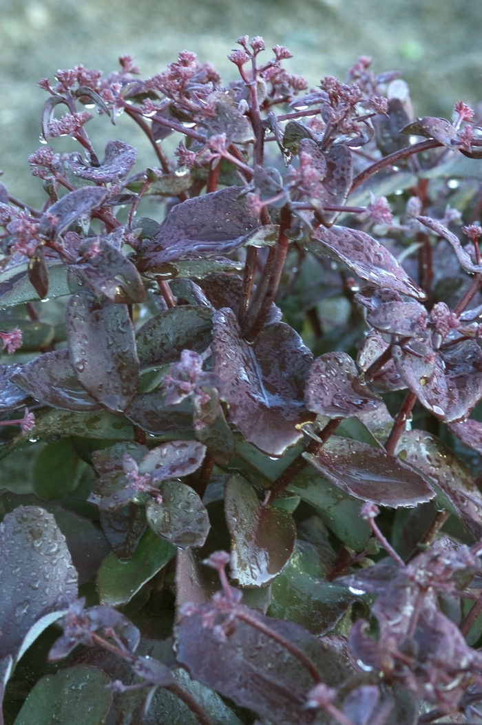 Rainbow Sedum - Sedum 'Xenox Rainbow' from Sloat Gardens