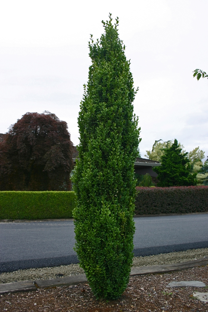 Boxwood - Buxus sempervirens 'Graham Blandy' from Sloat Gardens