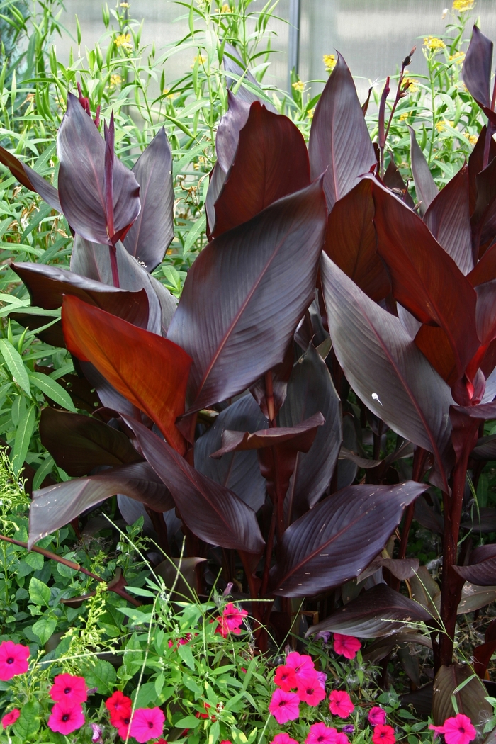 Canna Lily - Canna 'Australia' from Sloat Gardens