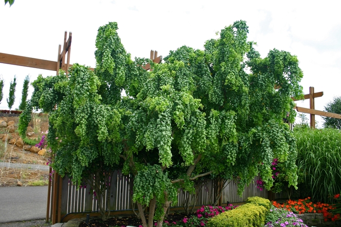 Twisty Baby - Robinia pseudoacacia 'Twisty Baby' from Sloat Gardens