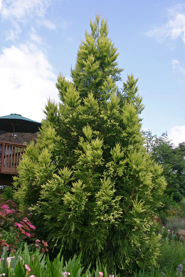 Sekkan Sugi Japanese Cedar - Cryptomeria japonica 'Sekkan Sugi' from Sloat Gardens