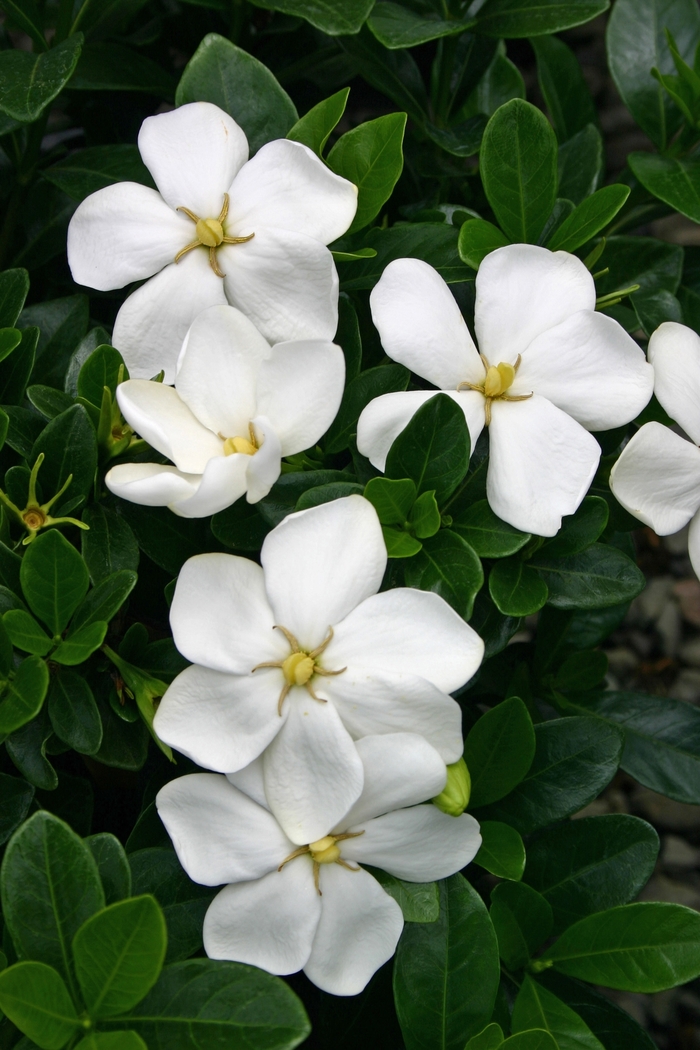 Gardenia - Gardenia jasminoides 'Kleim's Hardy' from Sloat Gardens