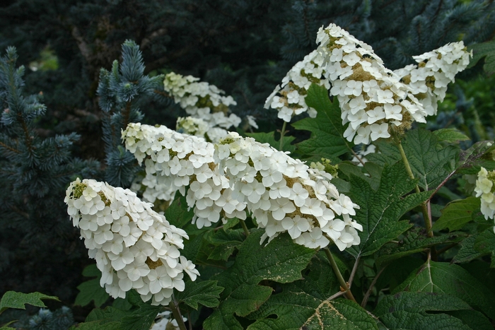 Oakleaf Hydrangea - Hydrangea quercifolia 'Snow Queen' from Sloat Gardens