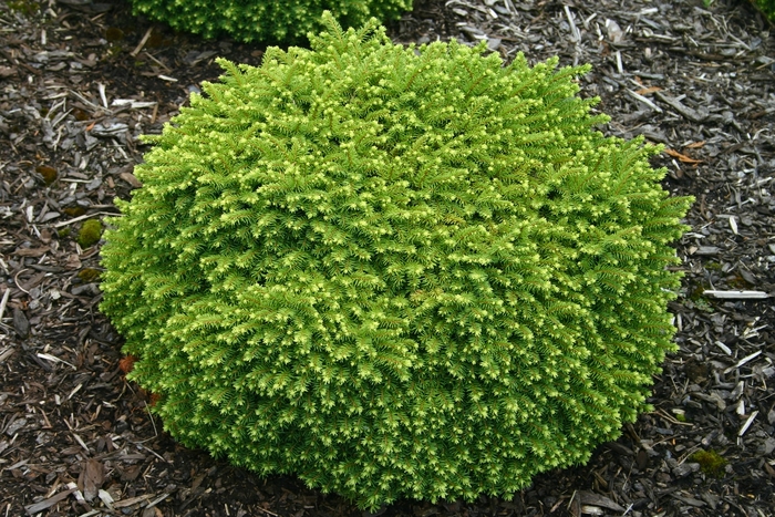 Little Gem Spruce - Picea abies 'Little Gem' from Sloat Gardens